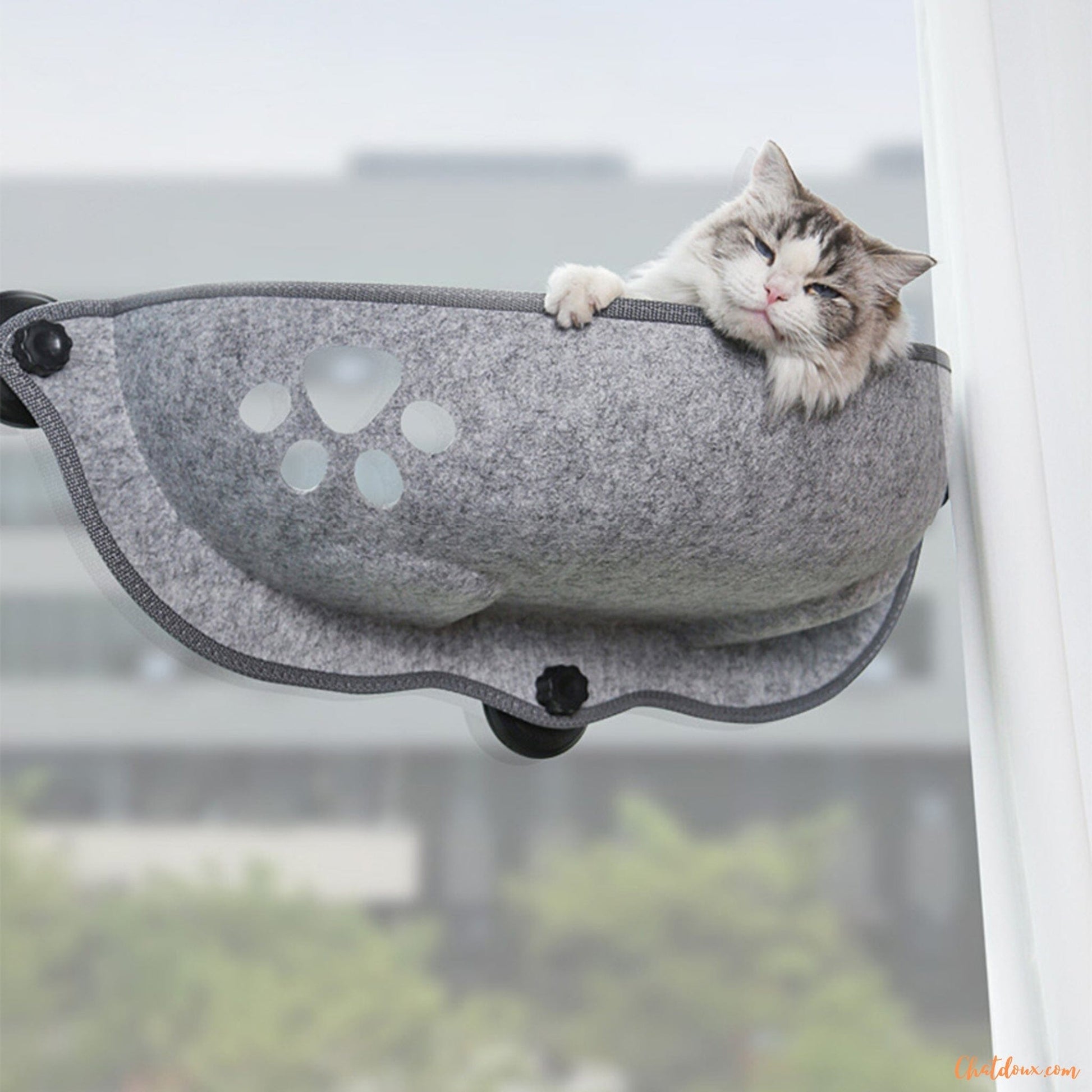 CHAT-QUI-DORT-DANS-HAMACA-CHAT-FENETRE-RepairePerche