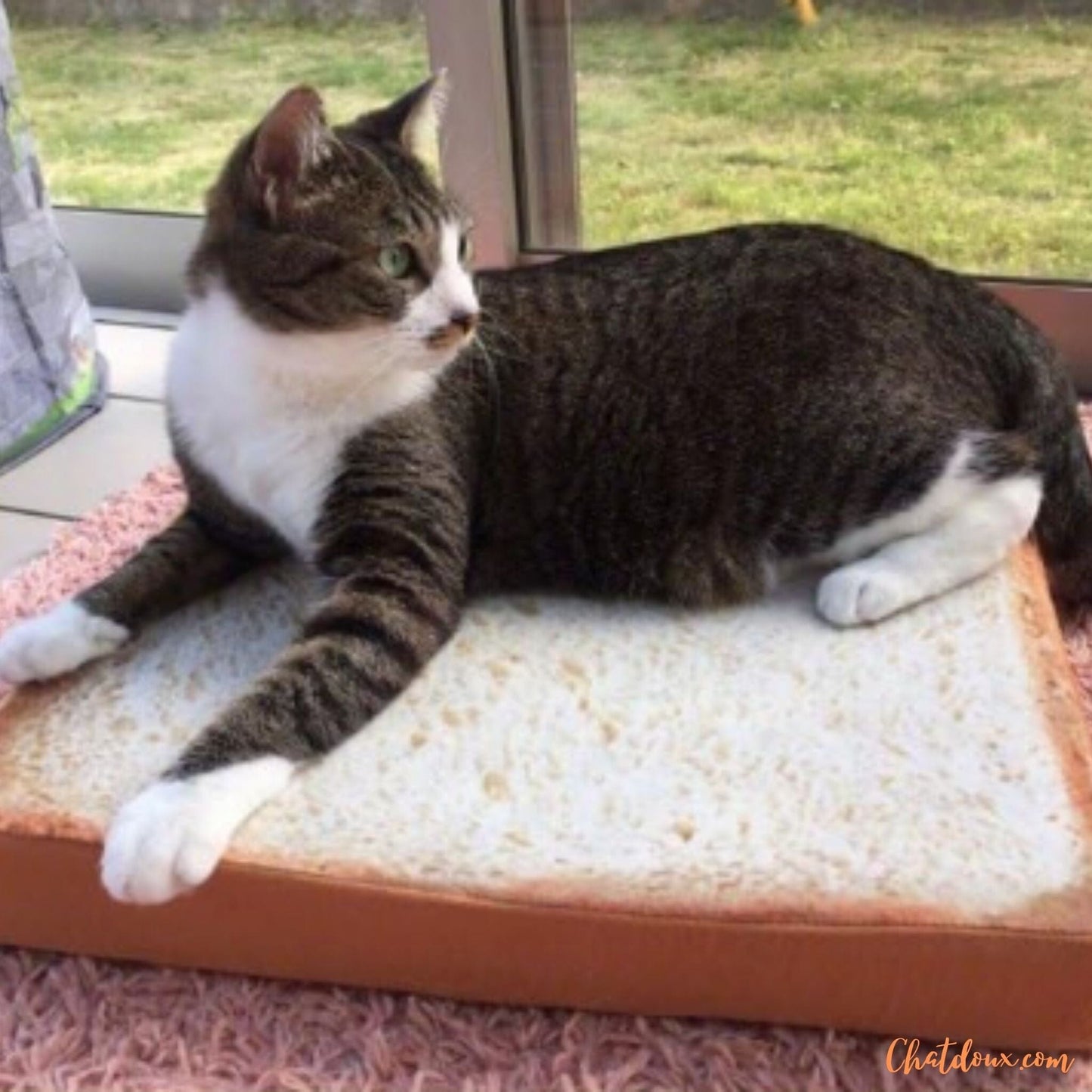 Coussin pour chat | Toastybedâą chat doux