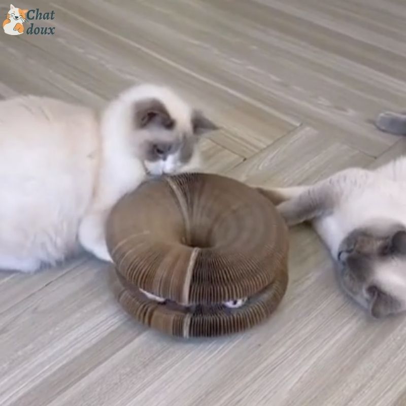 Griffoir innovant pliable et recyclable et jouet interactif pour chat | CartyGrat™ chat doux
