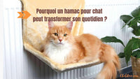 Pourquoi un hamac pour chat peut transformer son quotidien ?