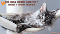Quel arbre à chat pour Maine Coon