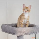 arbre à chat | TopTry™ chat doux