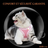 HARNAIS CHAT CONFORTABLE