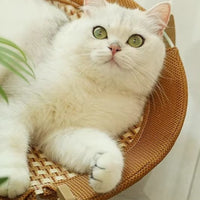 hamac pour chat - Hamac en bois | ZenRo™ chat doux