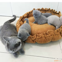 Coussin chat | Catych™ chat doux