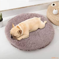 chien-sur-coussin-gris