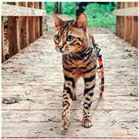 Harnais pour chat | Zigzag™ chat doux