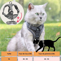 HARNAIS CHAT | HARNAIS CHAT GRIS chat doux