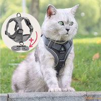 HARNAIS CHAT | HARNAIS CHAT GRIS chat doux