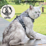 HARNAIS CHAT | HARNAIS CHAT GRIS chat doux