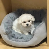 petit-chien-banc-dans-un-Coussin-chat-CoconFelin