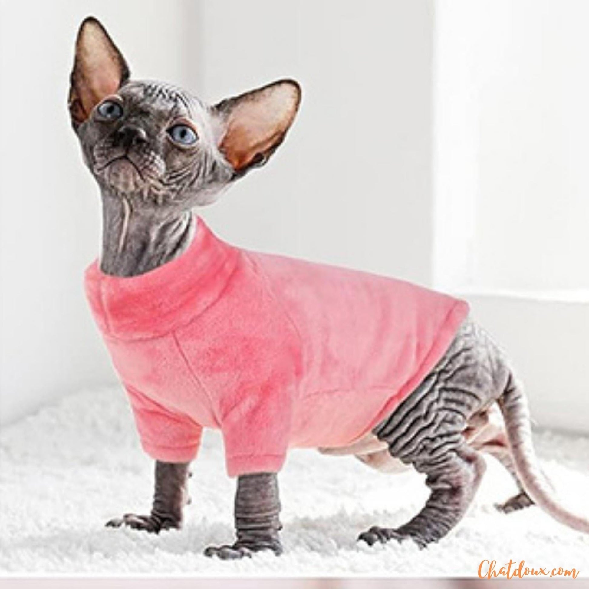 pull-chat-sphynx