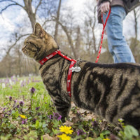 Harnais chat - harnais chaton chat doux