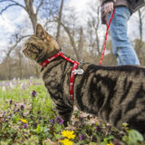 Harnais chat - harnais chaton chat doux